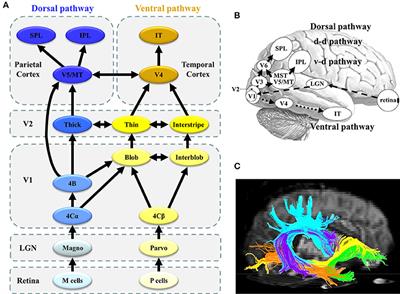 Connectopathy in Autism Spectrum Disorders: A Review of Evidence from Visual Evoked Potentials and Diffusion Magnetic Resonance Imaging